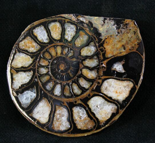 Iron Replaced Ammonite Fossil (Half) #23575